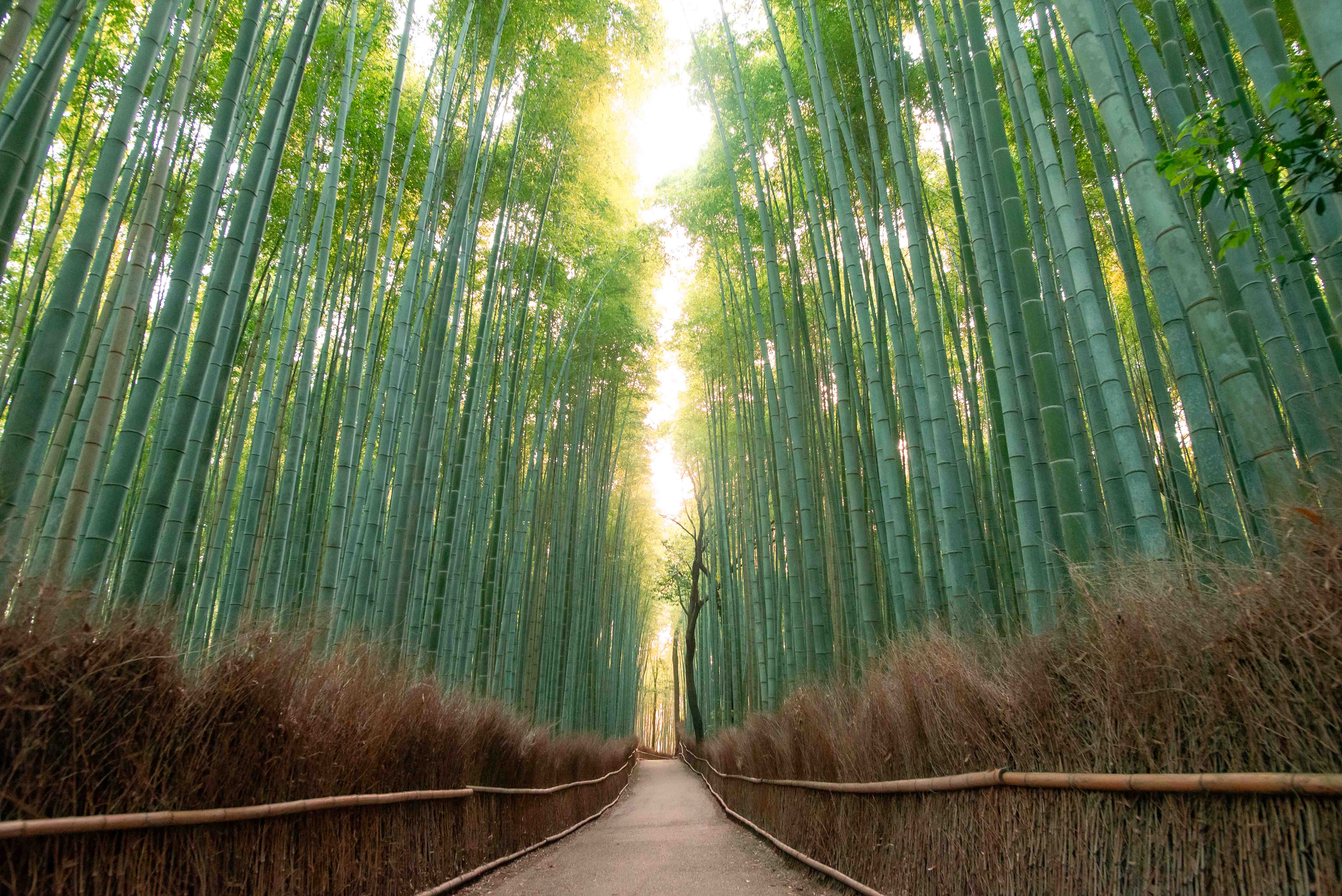 Arashiyama, Kyoto